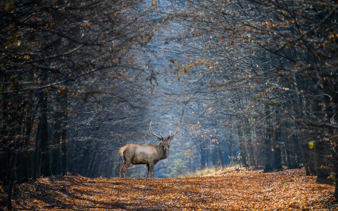 Coexisting with Nature: Best Practices for Wildlife Interactions During Camping and Hiking