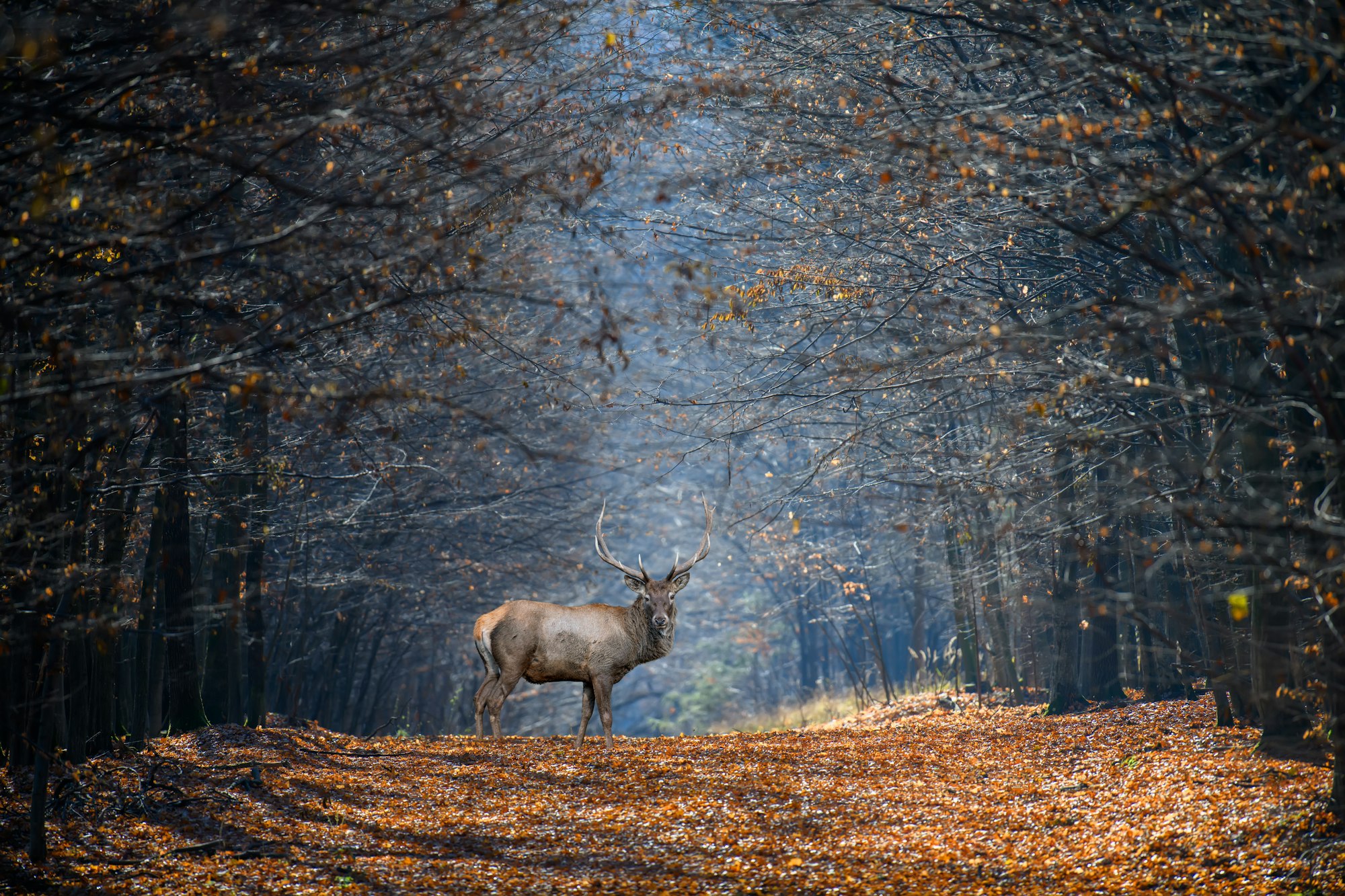 Adult male deer on a background of autumn forest, wildlife